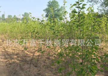 桑樹苗 果樹苗 植樹 種樹 果苗（百年古桑樹嫁接）果實飽滿