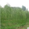 垂柳 廠家直銷優(yōu)質(zhì)垂柳 雞爪戚等承接綠化工程批發(fā)配送。
