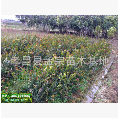 全網獨家銷售榨刺樹 刺冬青，生長快，造型快，投入低，回報高