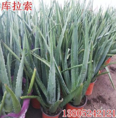 批發蘆薈苗 庫拉索蘆薈盆栽 大蘆薈植物 食用庫拉索蘆薈 美容蘆薈