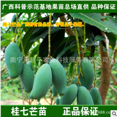 廣西果苗場|桂七芒|嫁接果樹苗|芒果嫁接苗|香芒芒果樹苗|芒果苗