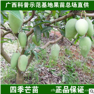 廣西果苗場|四季蜜芒|嫁接果樹苗|芒果嫁接苗|芒果樹苗|盆栽地栽