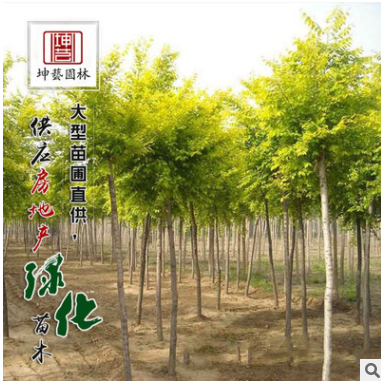 基地直銷優質綠化喬木 金葉榆樹苗 優質中華金葉榆小苗