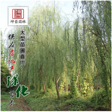 基地直銷優質垂柳樹苗 園林綠化工程庭院植物垂柳規格齊全易成活