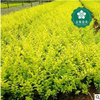 宜昌金葉女貞30-40公分黃葉女貞 女貞 金葉 園林綠化工程苗批發