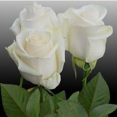 玫瑰苗四季　芬得拉純白色切花月季大苗陽(yáng)臺(tái)盆栽花卉綠化植物