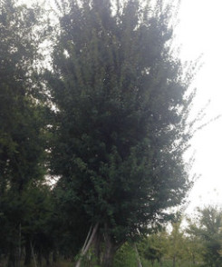 基地供應(yīng)喬木類(lèi)//三角楓20--50公分 工程綠化苗木 各種規(guī)格齊全