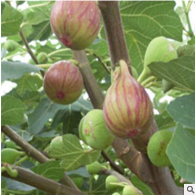 直銷無花果小苗 果樹苗木批發 優良品種波姬紅 無花果樹苗