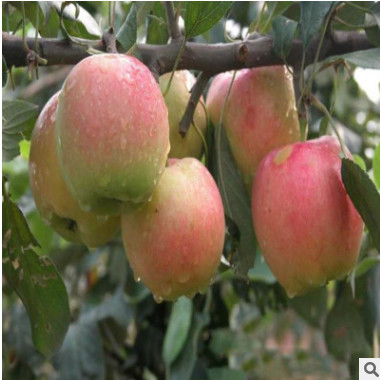 土壤適應性強蘋果苗 紅肉蘋果樹苗 煙富系列果樹苗木 好項目