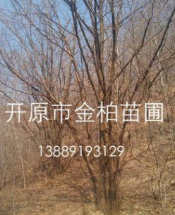 產(chǎn)地直供 叢生山槐 遼寧山槐價(jià)格 風(fēng)景行道造園植物 東北大喬木