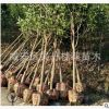 湖北咸寧直銷精品八月桂金桂2 3 4 5公分桂花樹批發(fā) 桂花樹價(jià)格