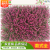 紫紅尤加利 仿真植物墻綠植背景墻尤加利仿真米蘭塑料草坪