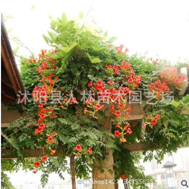 美國凌霄花 炮仗花美化庭院攀援植物生長快攀爬力強圍欄花架專用