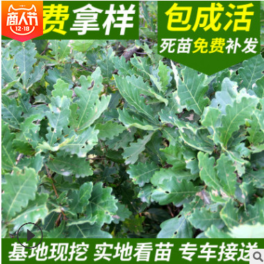 綠化苗木基地大量現(xiàn)貨供應(yīng)橡子樹(shù)遼東櫟小苗蒙古櫟小苗 柞樹(shù)苗綠