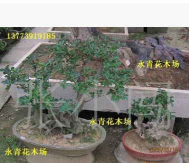 出售高檔榆樹盆景 規(guī)格齊全 歡迎新老客戶咨詢選購