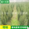 大量供應1米--1.5米高松柏 塔柏苗好無任何燒枝 公路綠化苗木松柏