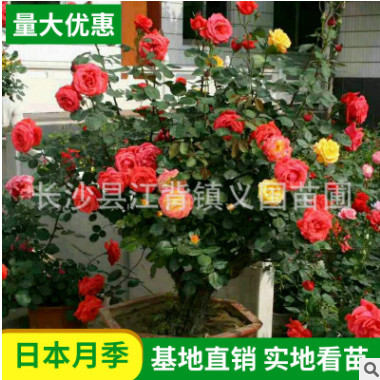 基地樹樁月季供應(yīng) 灌木樹樁藤本月季 庭院花觀景花月樹樁季花