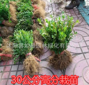 綠化苗木 瓜子黃楊 小葉黃楊行道樹 北海道黃楊苗 北海道黃楊批發(fā)