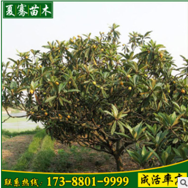 批發果樹枇杷苗 白沙枇杷苗 枇杷樹苗果樹苗批發 庭院盆栽種植