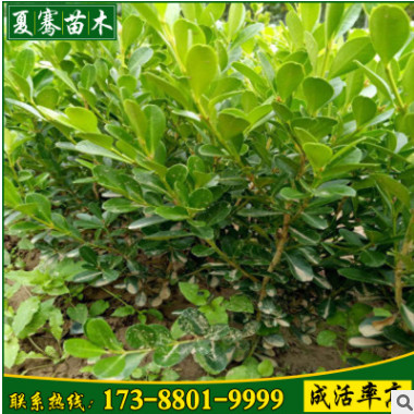 批發大葉黃楊樹苗常綠灌木根系發達工程綠化苗