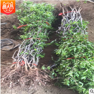 基地現挖現賣嫁接棗樹苗批發 龍棗脆棗苗大量上市 棗樹苗價格實惠