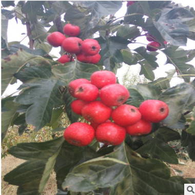 急售5公分棉球山楂苗 棉球山楂苗種植時間