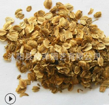 批發(fā)優(yōu)質(zhì)白芷種子中藥材種子白芷藥草種子 品種齊全 量大優(yōu)惠