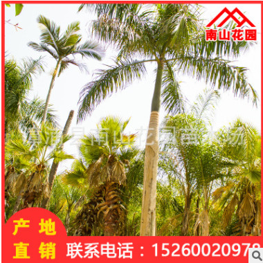 大王棕廠家直銷批發大王椰子苗木 行道園林景觀工程綠化
