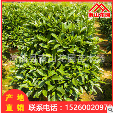 非洲茉莉室內盆栽花卉客廳辦公綠植園林綠化工程批發 基地直銷