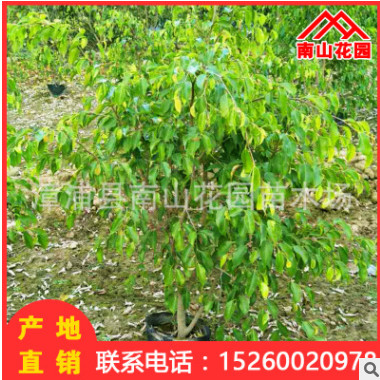 垂葉榕袋苗花卉盆栽綠植苗木批發 廠家直銷 室內景觀園林綠化工