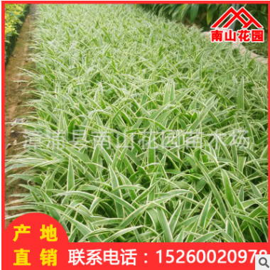 吊蘭室內陽臺花卉盆栽綠化釣蘭批發 辦公室凈化空氣綠植 廠家直銷