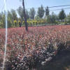 紅葉密枝李苗紅葉石楠苗規格齊全石楠苗 成活紅葉石楠苗