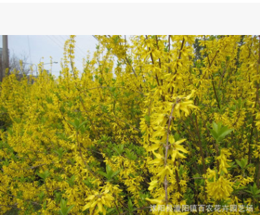 批發(fā)綠化庭院行道工程苗木黃金連翹小苗 黃老虎樹苗