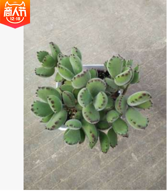 熊童子 多肉植物批發 基地直供 景天科多肉盆栽 吸甲醛