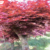 批發正宗 三季紅紅楓苗扦插苗 中國紅楓 彩色樹種行道綠化樹苗 單品主打