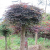 批發林木種子 青楓種子 可嫁接紅楓 槭樹種子 風景類花卉種子