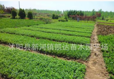 小葉女貞小苗 綠化工程行道樹苗 四季常青球 綠葉女貞床苗批發