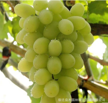 批發盆栽地栽庭院陽臺果樹苗 白牛奶葡萄苗 適合南北方種植