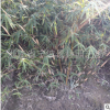 浙江寧波花木場產地批發園林綠化工程苗木慈孝竹 多規格孝順竹