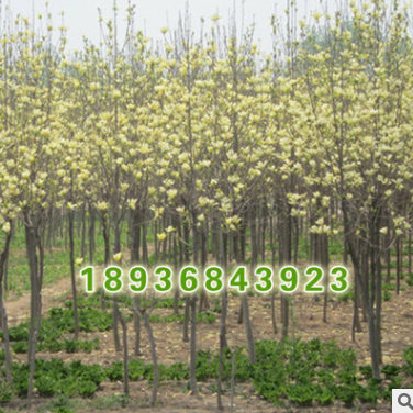 批發(fā)玉蘭小苗 庭院觀花黃玉蘭小苗 工程綠化苗木 黃玉蘭