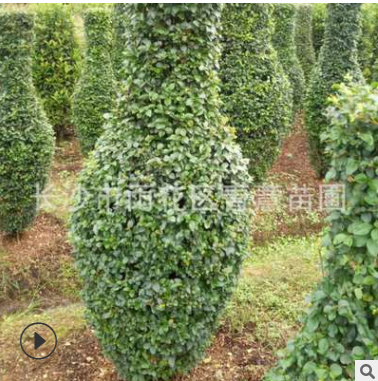 小葉女貞造型花瓶 細葉臘 基地直銷 別墅綠化