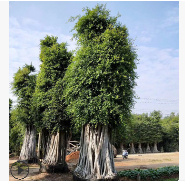 精品全冠小葉榕 造型榕樹 大中型樁頭榕樹 景觀樹