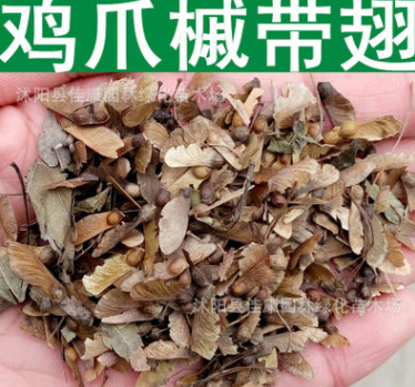 林木種子新采優質小葉雞爪槭種子槭樹科雞爪楓小粒雞爪槭實景拍攝