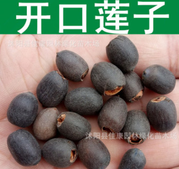 水生植物 開口蓮子種子 睡蓮 小荷花種子 芙蓉花 開口碗蓮種子