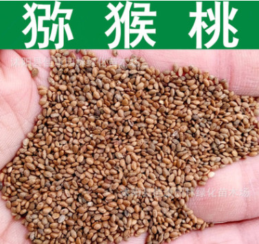 果樹種子新采優質獼猴桃種子獼猴桃籽種苗繁育亞麻酸油原料實景照