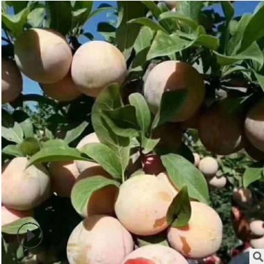 恐龍蛋李子苗產量高可地栽李子苗可南北方種植價格便宜李子樹苗