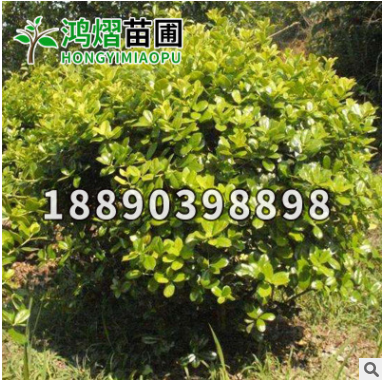 湖南苗圃無刺狗骨苗木無刺狗骨球基地直銷綠化工程木市政園