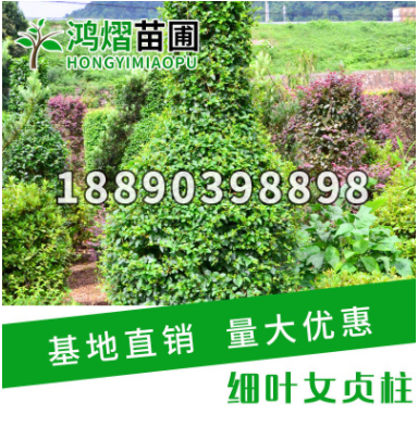 湖南苗圃供應常綠綠化苗木細葉女貞柱造型優美小葉女貞柱