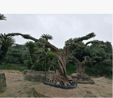 進(jìn)口歐洲橄欖樹大型花園公司門口路邊裝修大氣上檔次