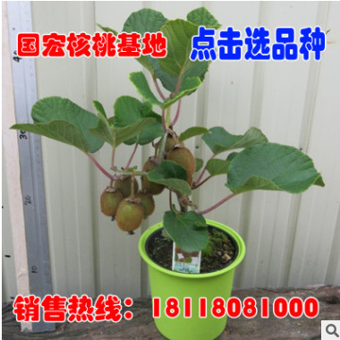 獼猴桃樹苗南方北方種植紅心奇異果果樹苗盆栽地栽嫁接苗當(dāng)年結(jié)果